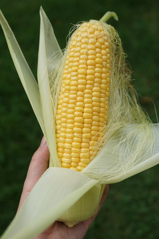 SWEET CORN 'Golden Bantam' *organic* seeds