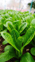 LETTUCE 'Oriental' seeds