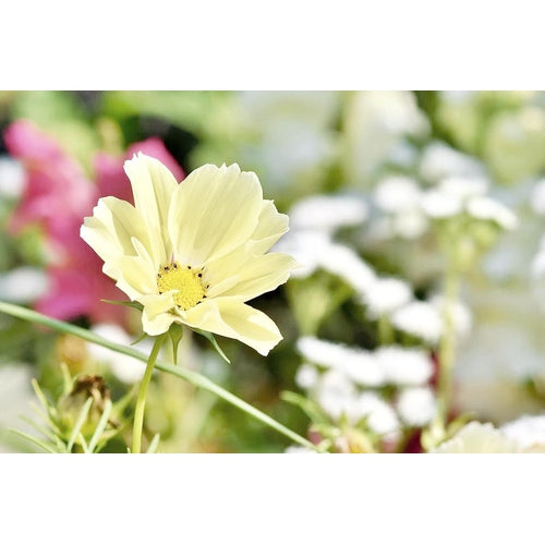 COSMOS 'Sunset Yellow' seeds