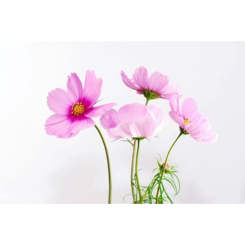 COSMOS 'Gloria' seeds