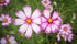 COSMOS 'Candy Stripe' seeds