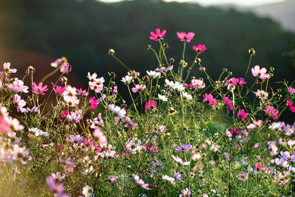 COSMOS 'Sensation Mixed Tall' seeds