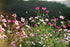 COSMOS 'Sensation Mixed Tall' seeds