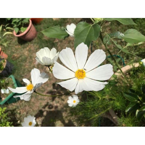 COSMOS 'Sensation Mixed' - Boondie Seeds