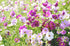 COSMOS 'Sensation Mixed Dwarf' seeds