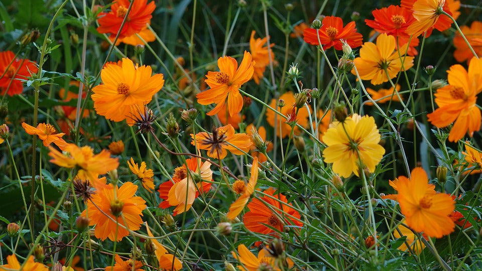 COSMOS 'Bright Lights Mix' / Sulfur Cosmos seeds