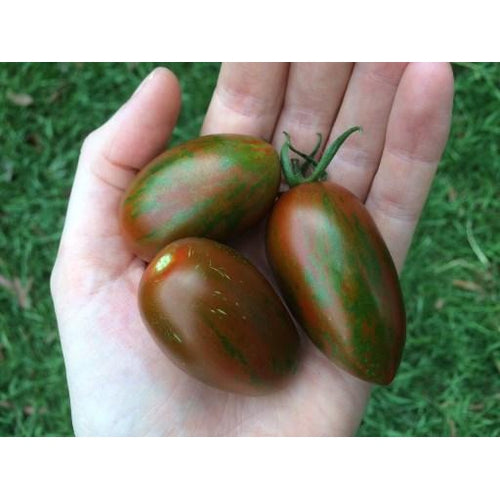 TOMATO 'Black Zebra Roma' - Boondie Seeds