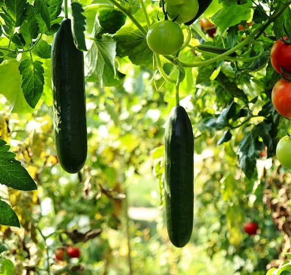 CUCUMBER LEBANESE 'Muncher Burpless' seeds