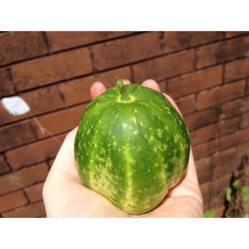 CUCUMBER 'Richmond Green Apple' - Boondie Seeds