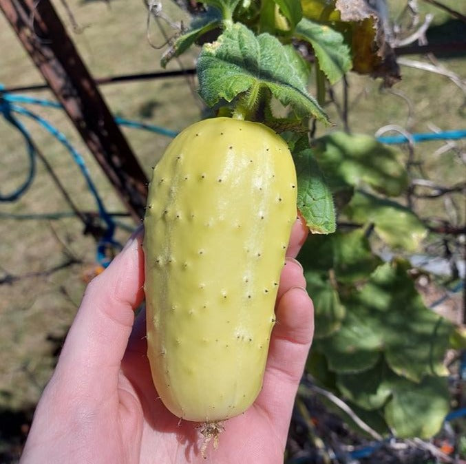 CUCUMBER 'German Pickling' seeds