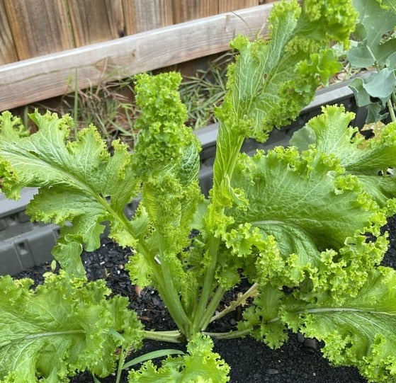 MUSTARD 'Chirimen Hakarashi' seeds