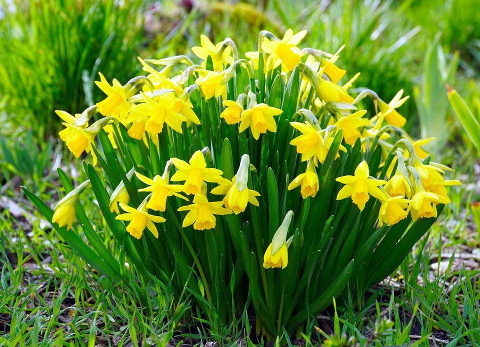 DAFFODILS BULBS 'Mixed' / PLANT