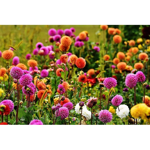 DAHLIA 'Pompon Mix' - Boondie Seeds