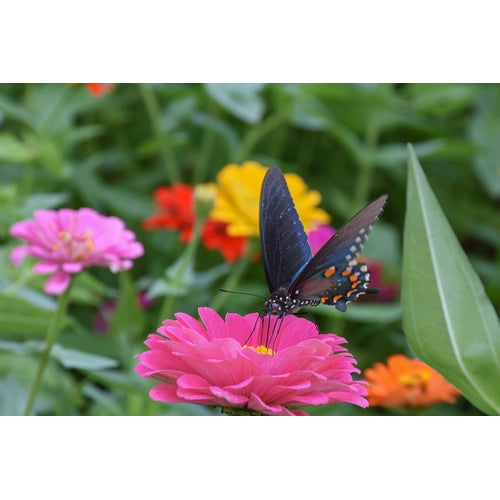 ZINNIA 'Lilliput Mix' - Boondie Seeds