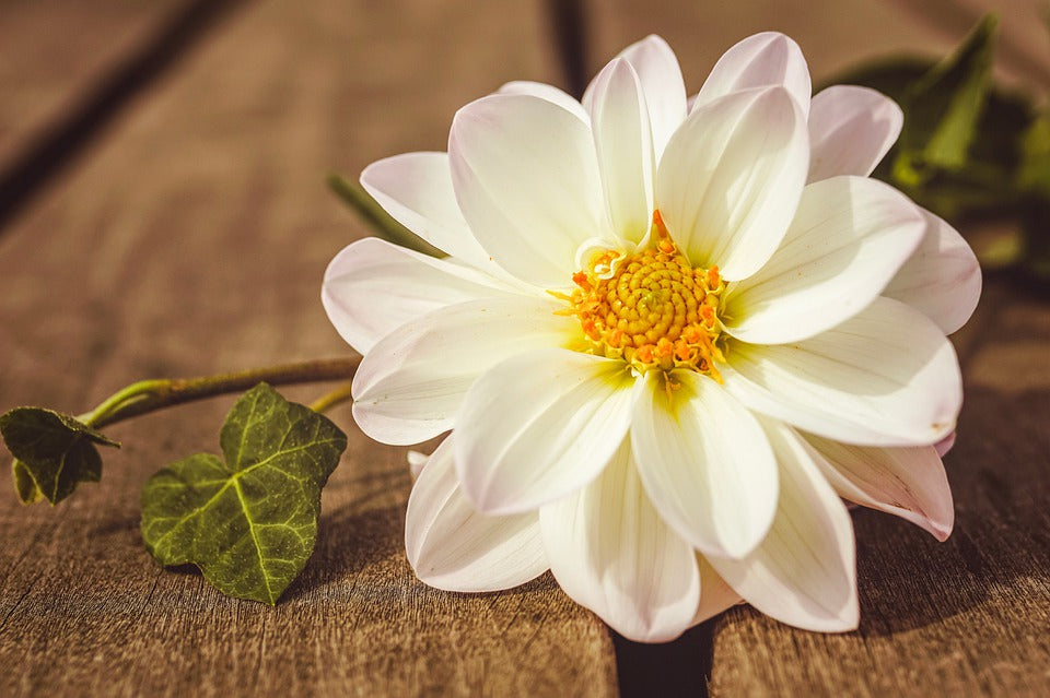 DAHLIA 'Unwins Mixed' seeds