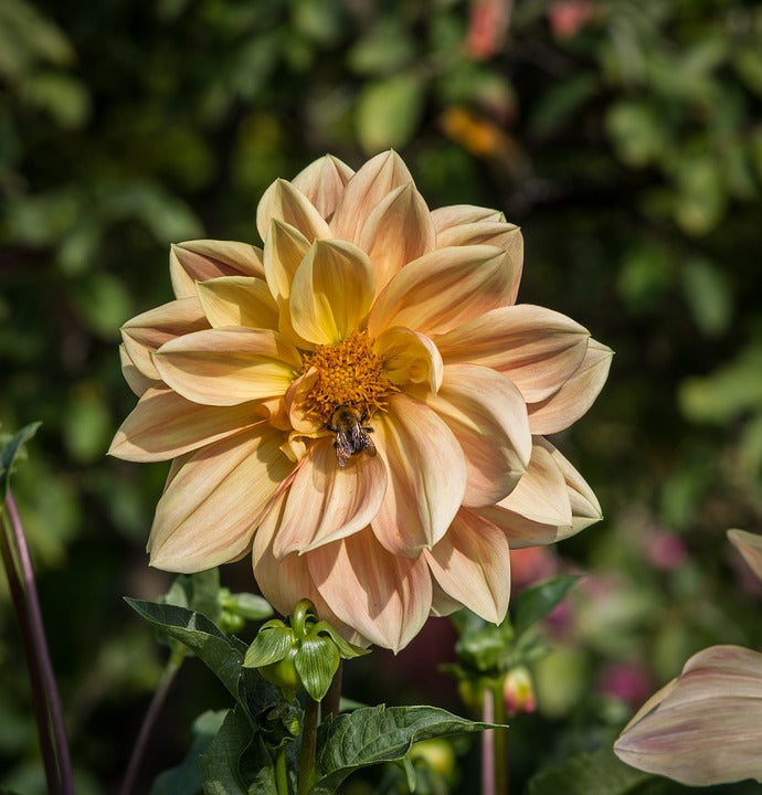 DAHLIA 'Unwins Mixed' seeds