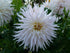 DAHLIA 'Cactus Flowered Mix' seeds