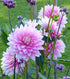 Dahlia 'Decorative Giants Mixed' seeds