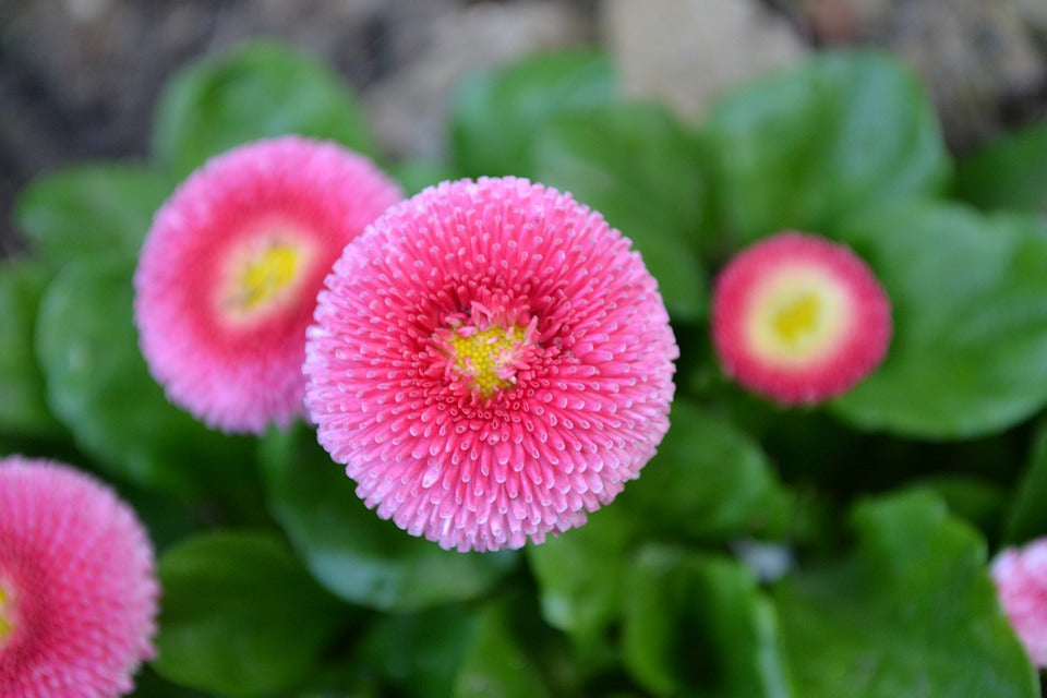 ENGLISH DAISY / Bellis perennis ' Monstrosa Mix' seeds