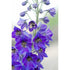 DELPHINIUM 'Pacific Black Knight' - Boondie Seeds