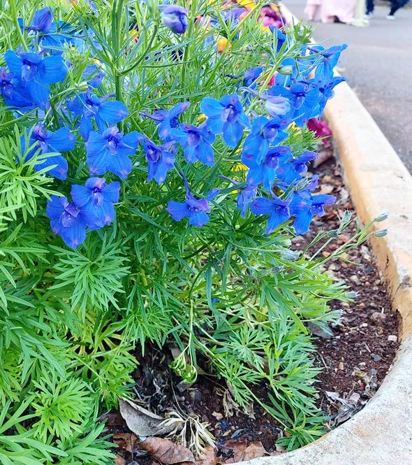 DELPHINIUM DWARF 'Blue Butterfly' seeds