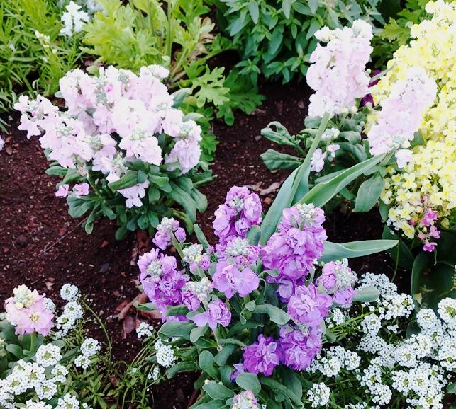 STOCK DWARF 'Ten Week Mix' *Scented* seeds