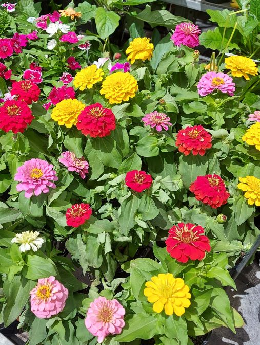 ZINNIA 'THUMBELINA DWARF MIX' seeds