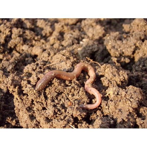 COCKTAIL COVER CROP / Earthworm Blend / Green Manure - Boondie Seeds