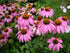 Echinacea Purpurea - Purple Coneflower seeds *Organic*