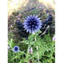 GLOBE THISTLE / Echinops 'Ritro Violet' - Boondie Seeds