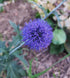 GLOBE THISTLE / Echinops 'Ritro Violet' seeds