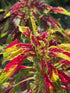 AMARANTHUS Perfecta 'Tricolour' / JOSEPHS COAT / SUMMER POINSETTIA seeds