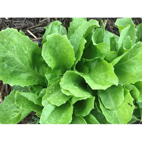 ENDIVE 'Batavian Broad Leaf' / Escarole - Boondie Seeds