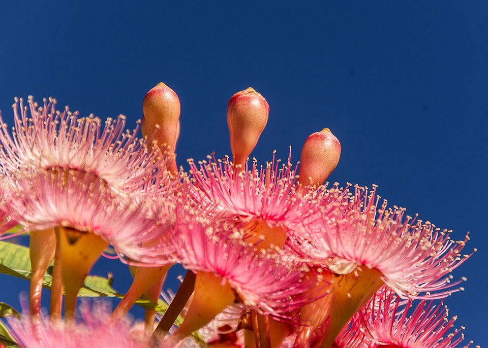 RED FLOWERING GUM / Corymbia ficifolia *AUSTRALIAN NATIVE* seeds