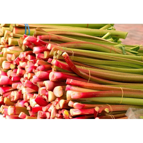 RHUBARB 'Green Victoria' - Boondie Seeds