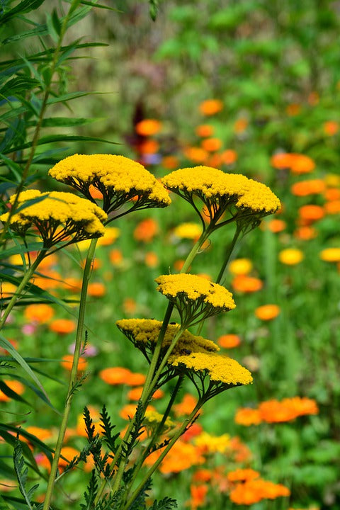 YARROW 'Cloth of Gold' seeds