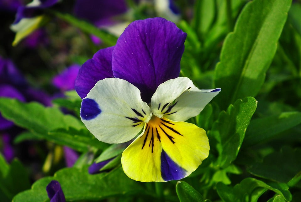 HEARTSEASE / VIOLA / WILD PANSY 'Johnny Jump Up' seeds