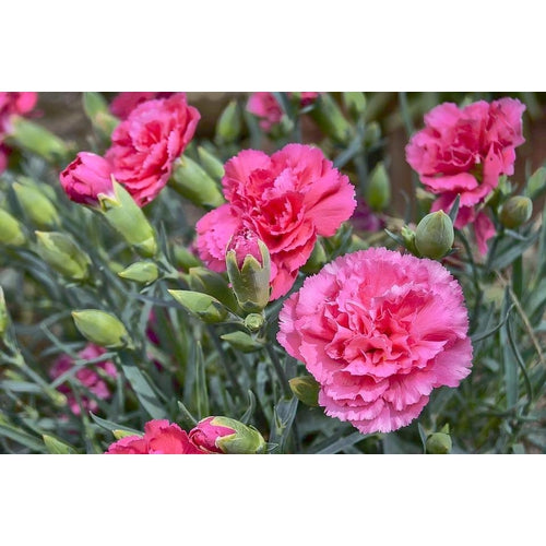 CARNATION 'Enfante de Nice Mix' - Boondie Seeds