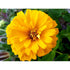 ZINNIA 'Canary Bird Yellow' - Boondie Seeds