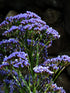 SEA LAVENDER / STATICE 'Purple Attraction' seeds