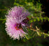 SHOWY HONEY MYRTLE / Melaleuca nesophila *NATIVE* seeds