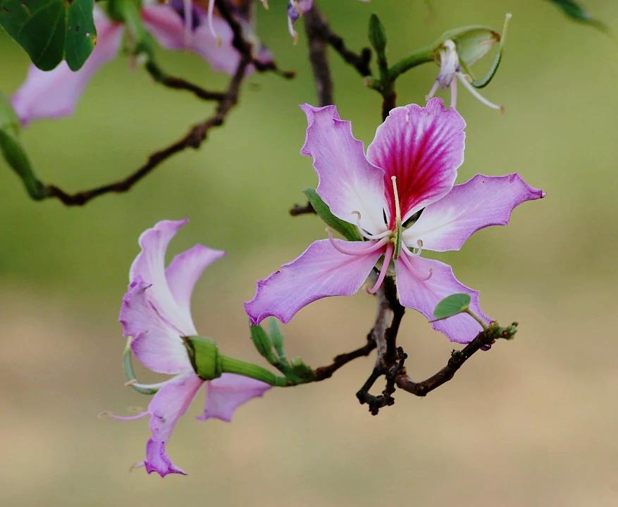 BAUHINIA variegata / Orchid Tree seeds