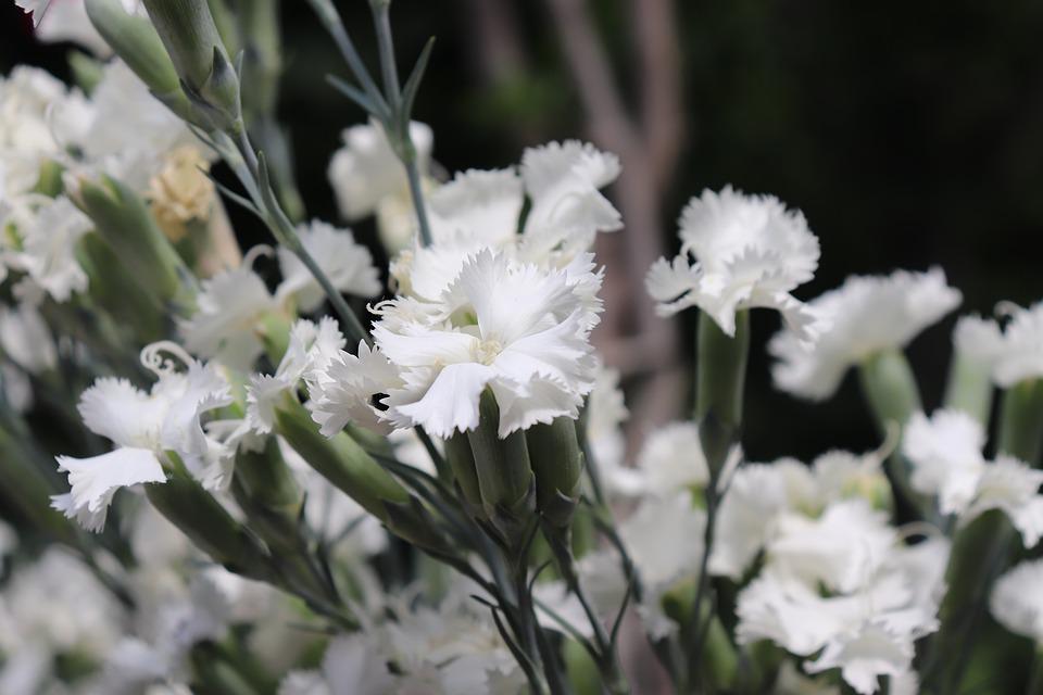 CARNATION 'Grenadin Double White' seeds