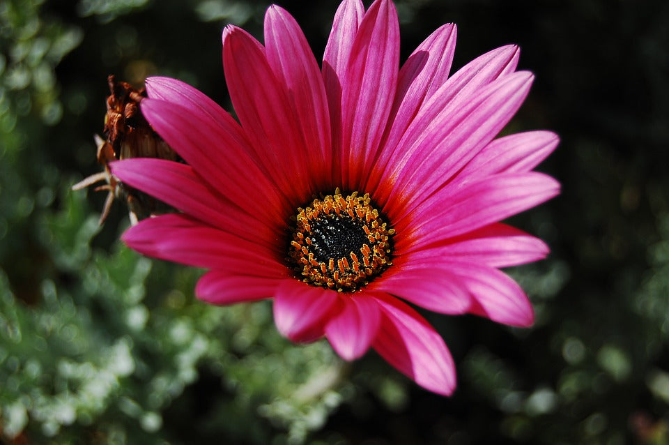 AFRICAN DAISY 'Harlequin Mix' / ARCTOTIS seeds