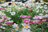 CHRYSANTHEMUM DAISY 'Robinsons Painted Giants' seeds