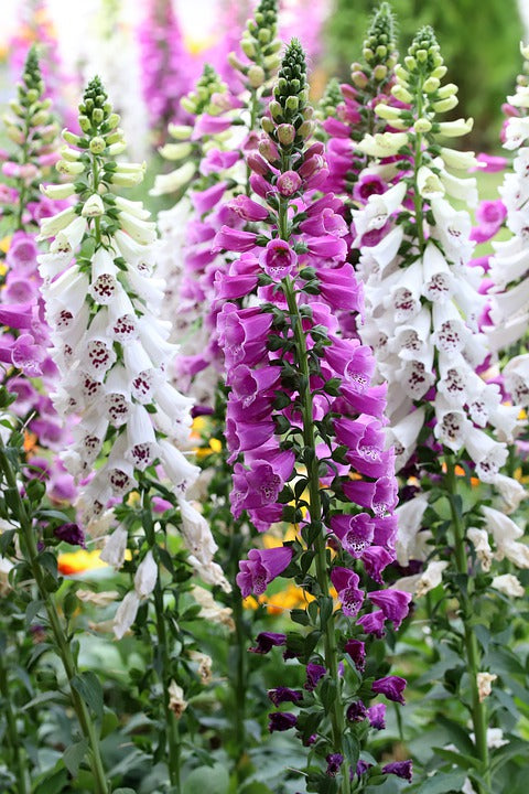 FOXGLOVE 'Excelsior Mix' seeds