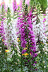 FOXGLOVE 'Excelsior Mix' seeds