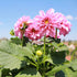 DAHLIA 'Unwins Mixed' seeds