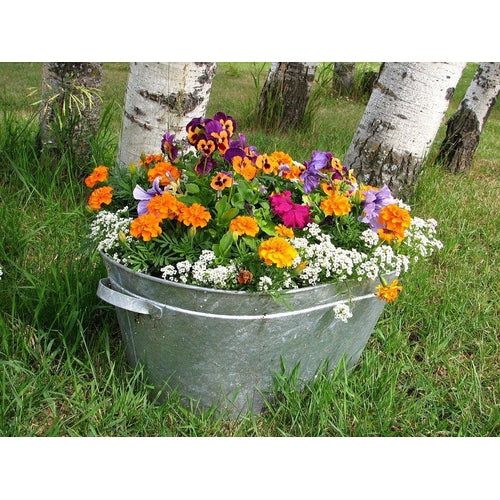 FLOWER MIX FOR POTS / ROCKERY MIX / DWARF MIX seeds