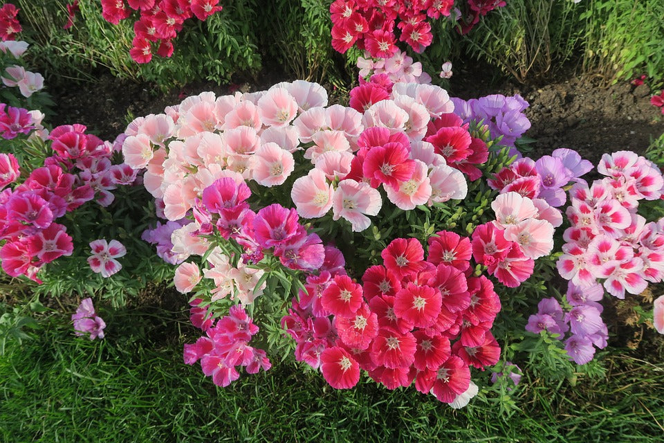 Godetia 'Dwarf Azalea Mix' / Clarkia amoena / Farewell to spring seeds